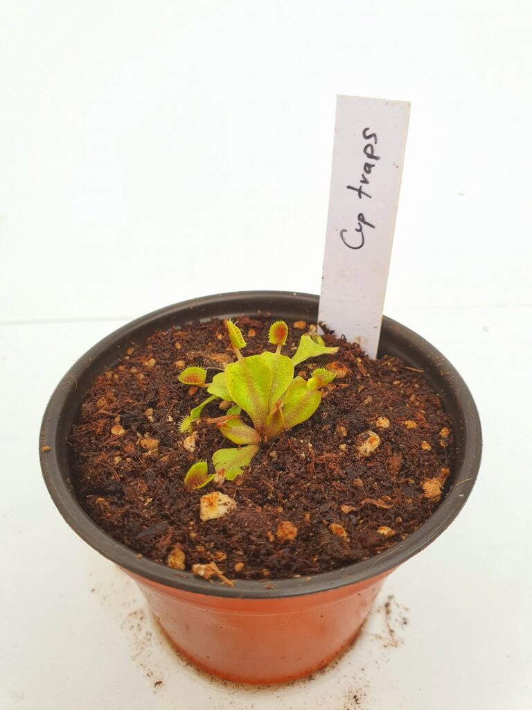 Venus Atrapamoscas Cup Traps - Dionaea en Carnifans