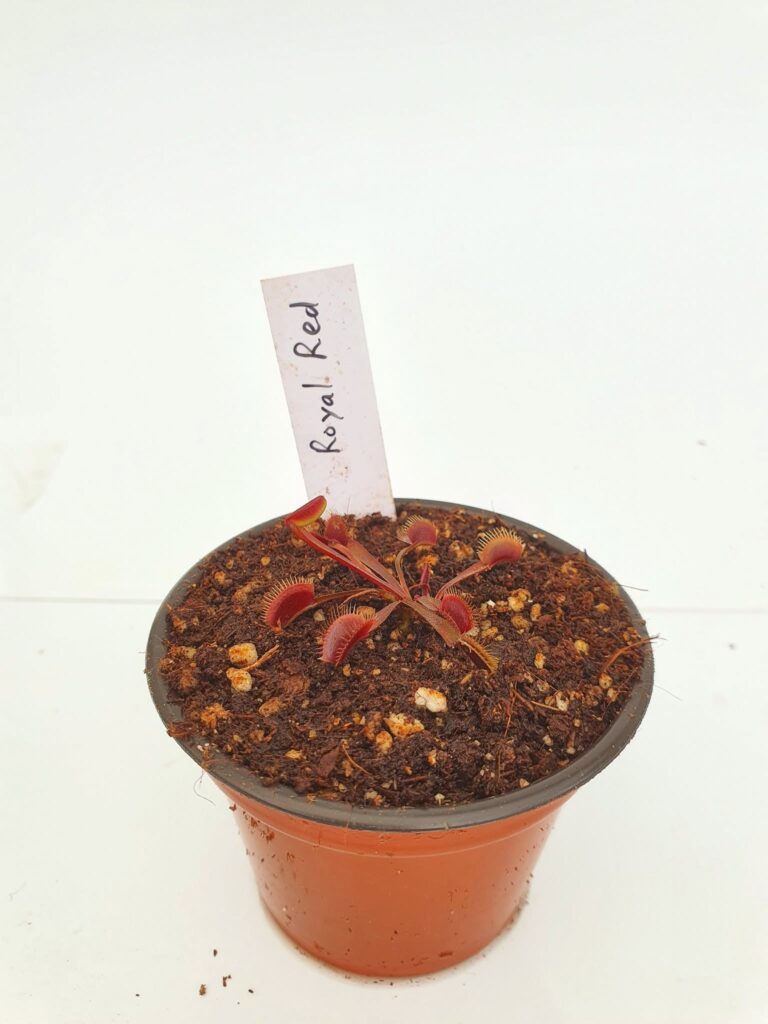 Venus Atrapamoscas Royal Red - Dionaea en Carnifans