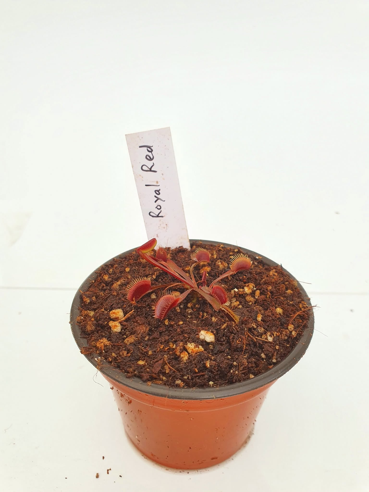 Venus Atrapamoscas Royal Red