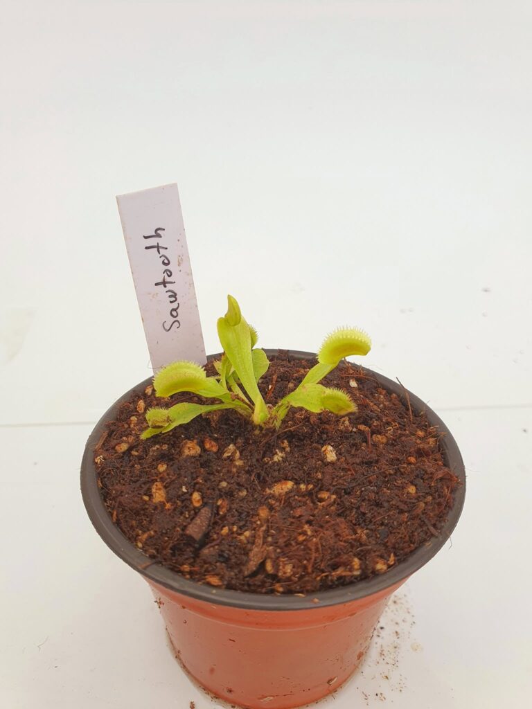Venus Atrapamoscas Sawtooth - Dionaea en Carnifans