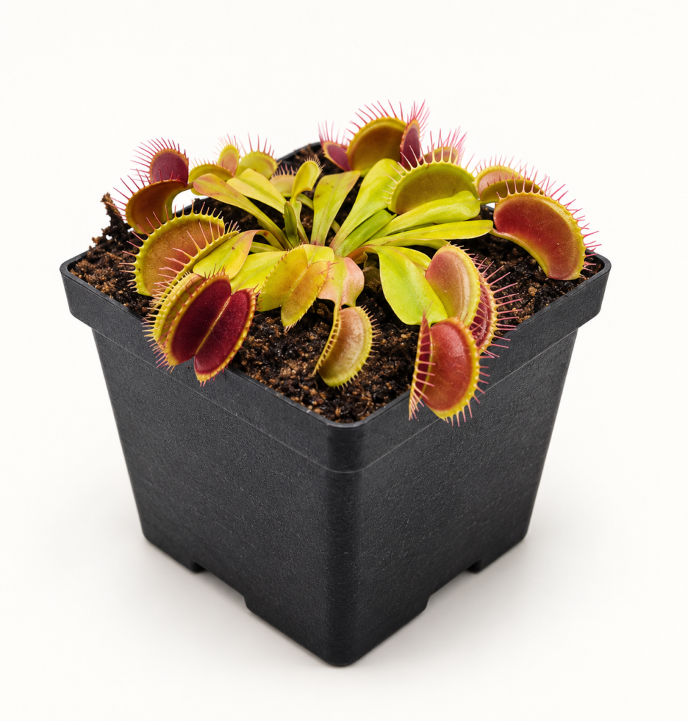 Dionaea Muscipula (Venus Atrapamoscas)