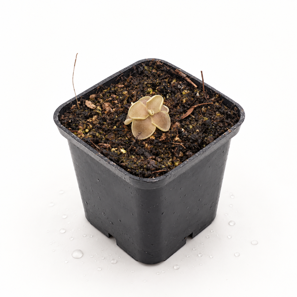 Pinguicula Ehlersiae x Moranensis - Pinguicula en Carnifans