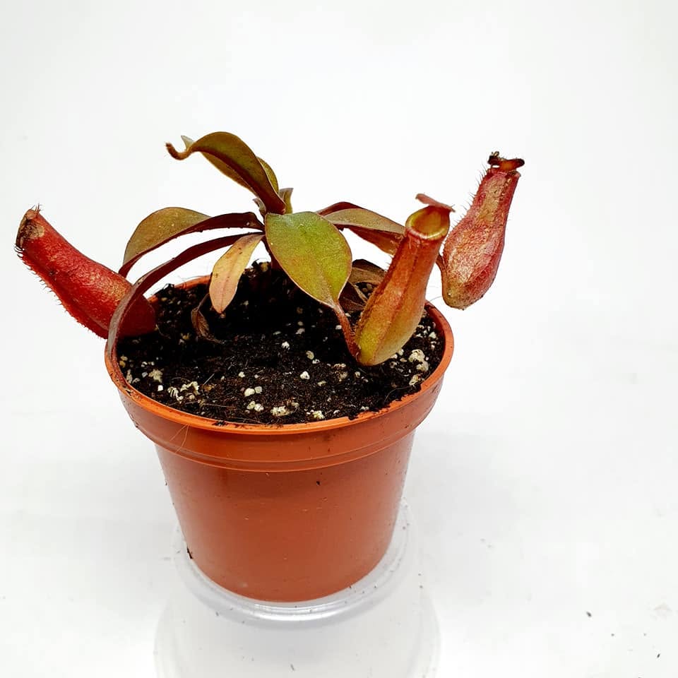 Nepenthes Bloody Mary. - Nepenthes en Carnifans