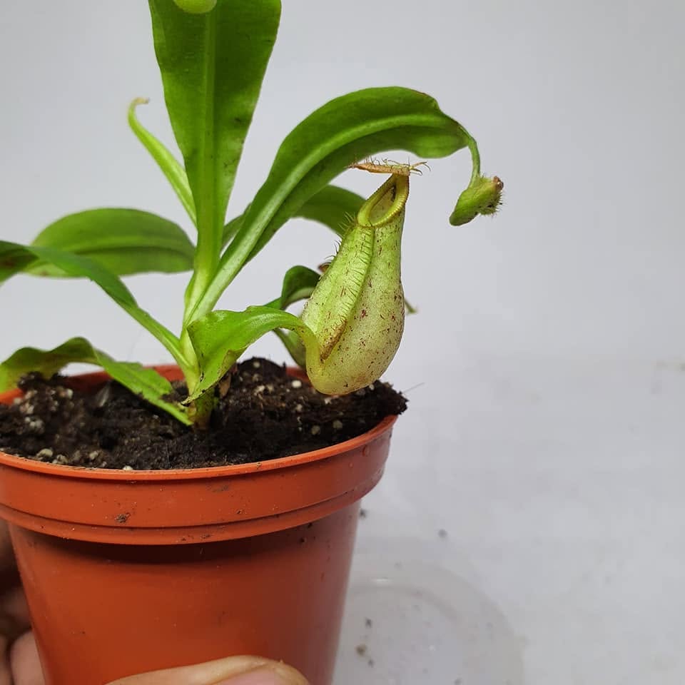 Nepenthes Hookeriana - Nepenthes en Carnifans