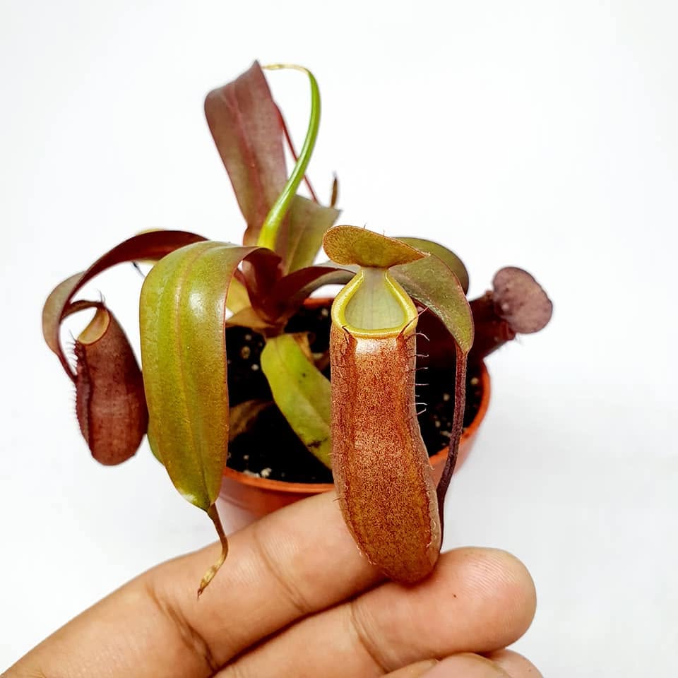 Nepenthes Rebecca Soper - Nepenthes en Carnifans