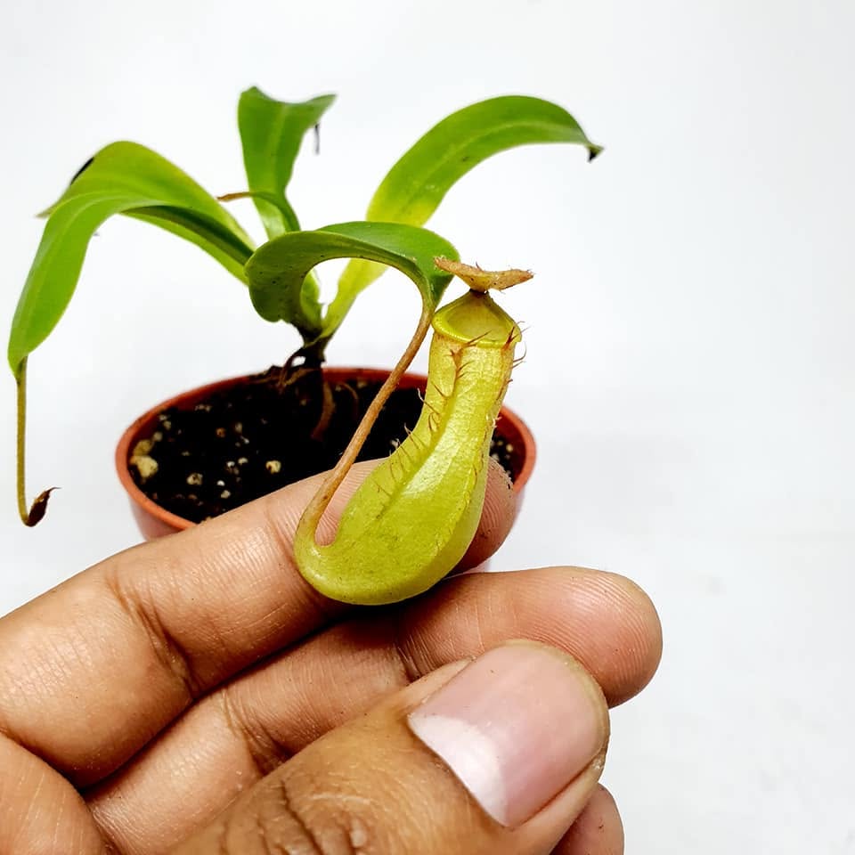 Nepenthes Ventrata - Nepenthes en Carnifans