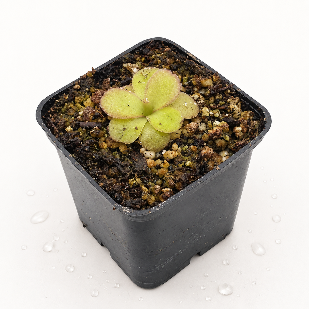 Pinguicula Agnata Lagunita