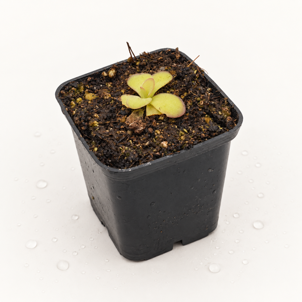 Pinguicula Agnata x Ibarrae - Pinguicula en Carnifans