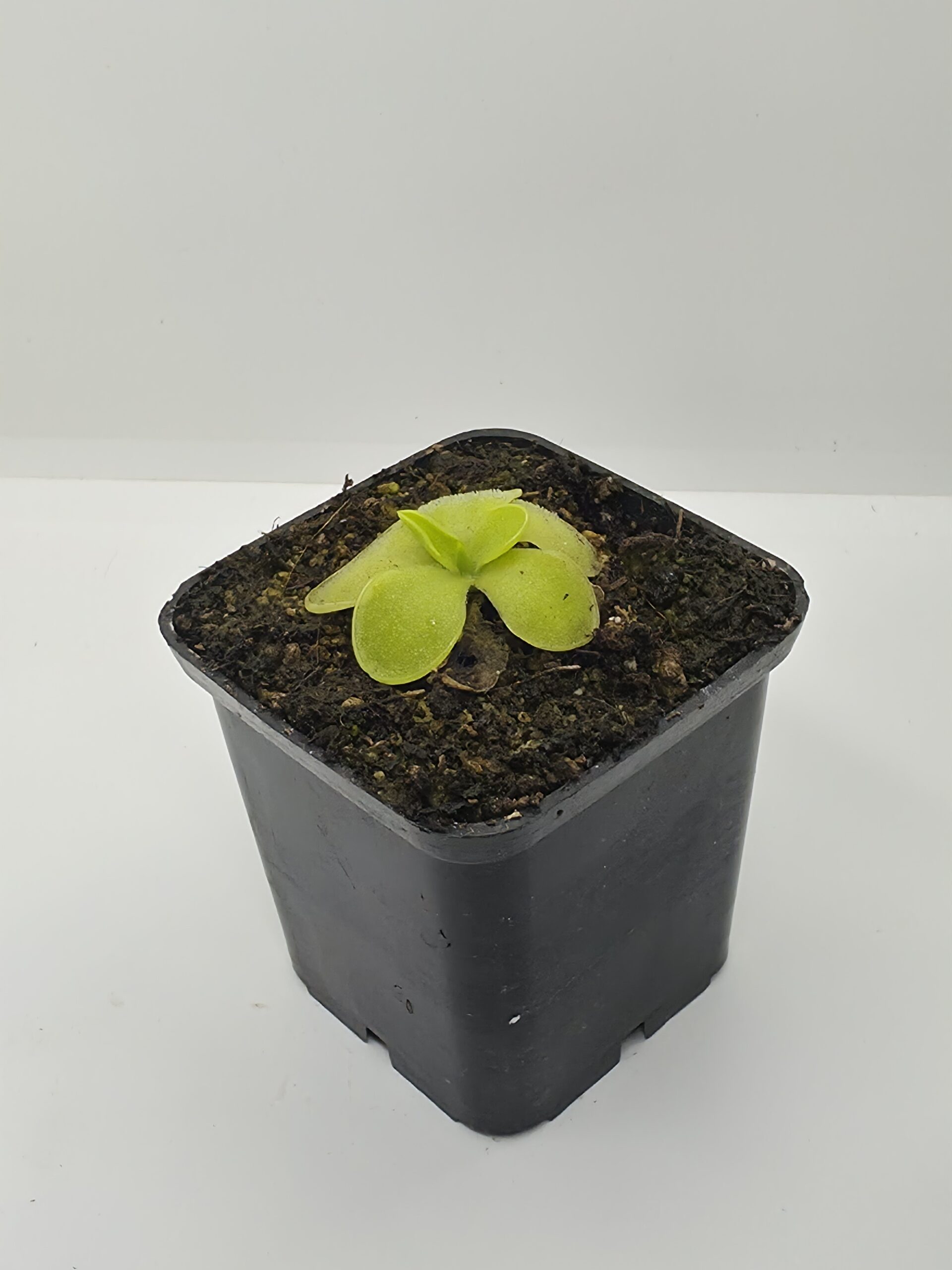 Pinguicula BCP Golden Eye - Imagen 2