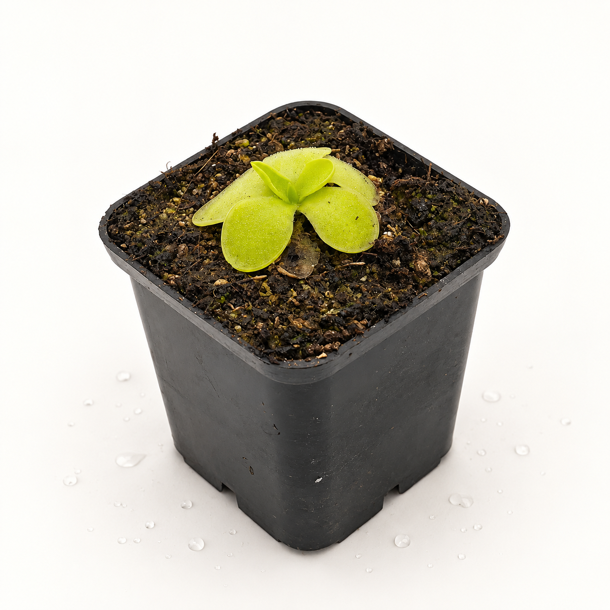 Pinguicula BCP Golden Eye