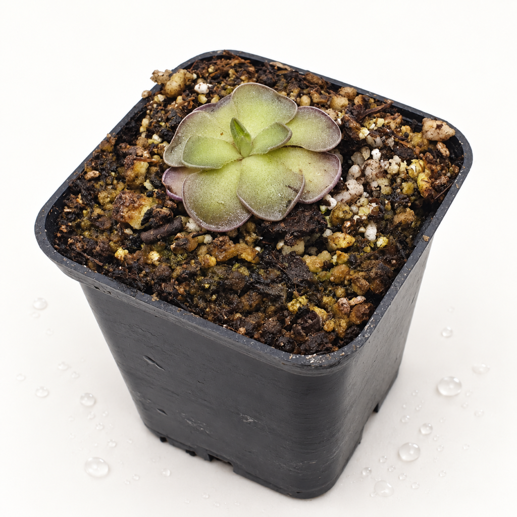 Pinguicula Cyclosecta - Pinguicula en Carnifans