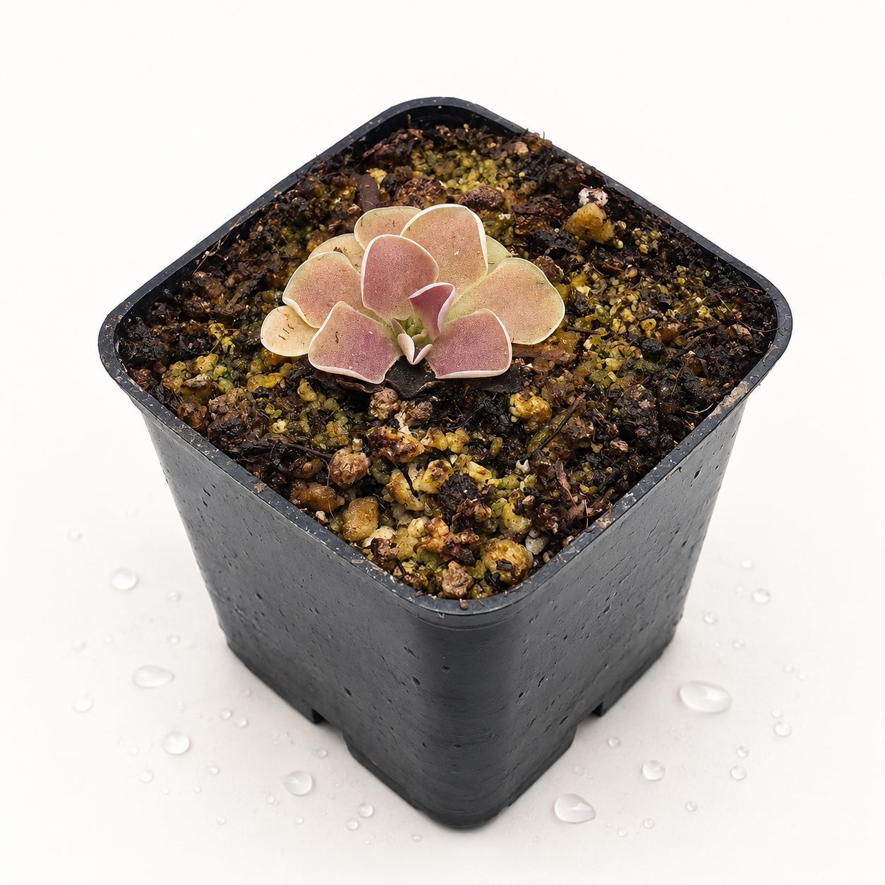 Pinguicula Ehlersiae
