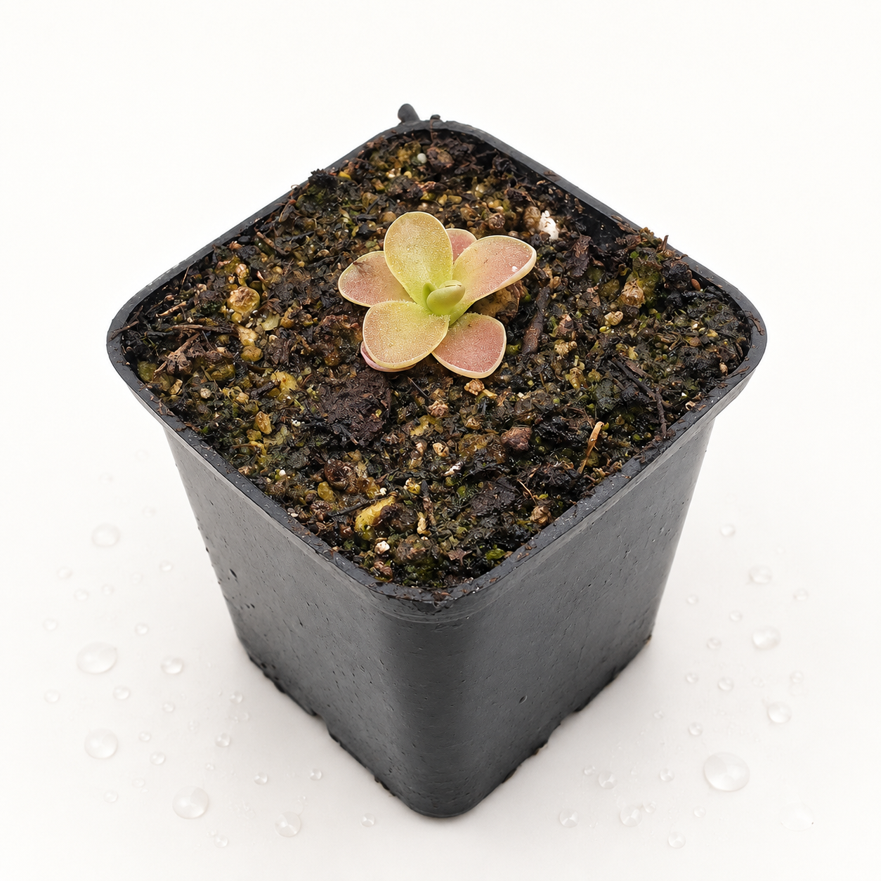 Pinguicula Gigantea Red x Jaumavenis