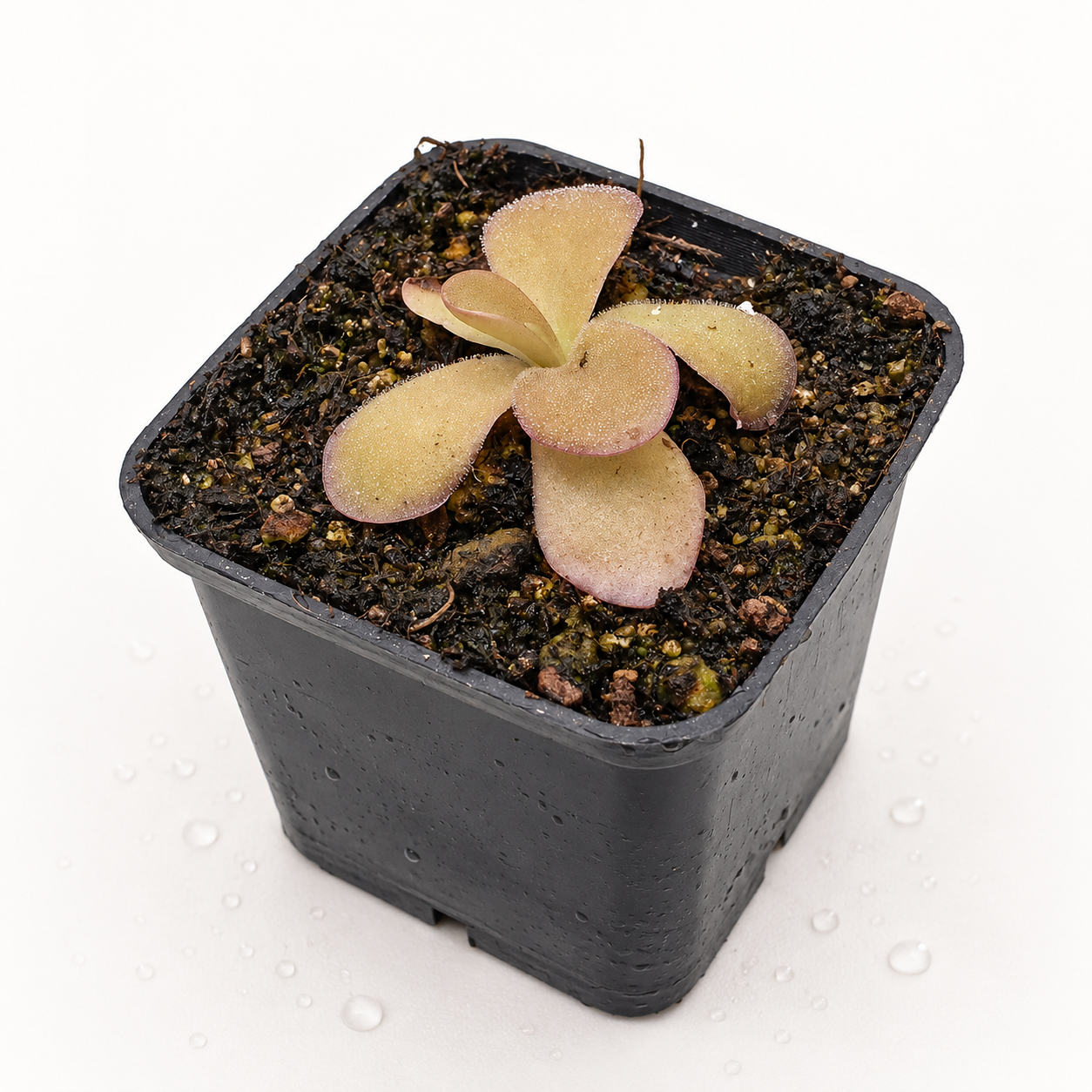 Pinguicula Pilosa x Gigantea Red