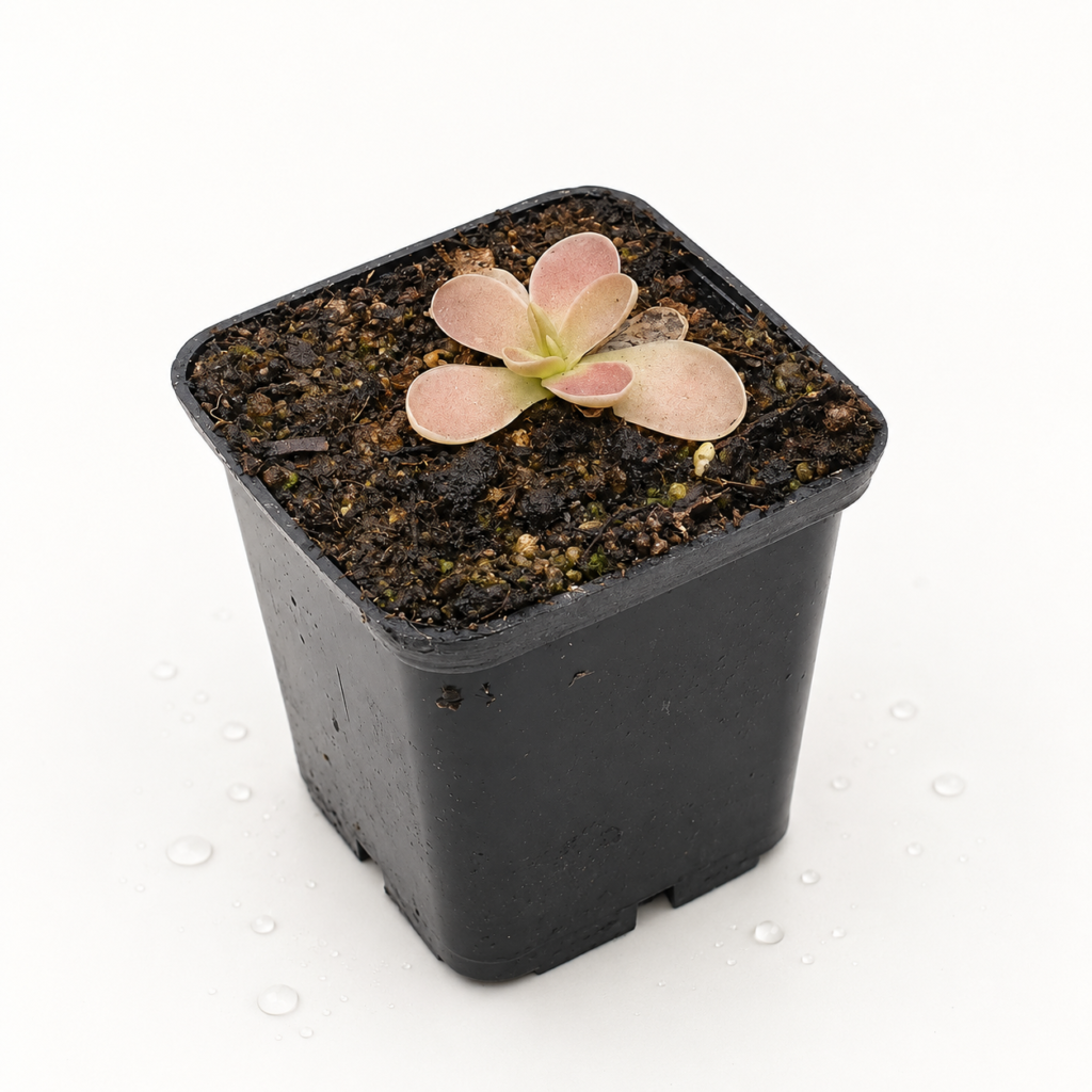 Pinguicula Gigantea x Jaumavensis - Pinguicula en Carnifans