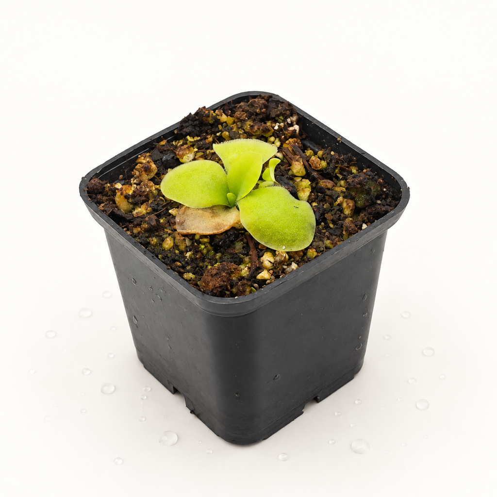 Pinguicula Huajuapan - Pinguicula en Carnifans