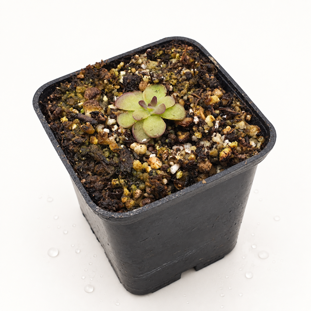Pinguicula Laueana x Cyclosecta - Pinguicula en Carnifans