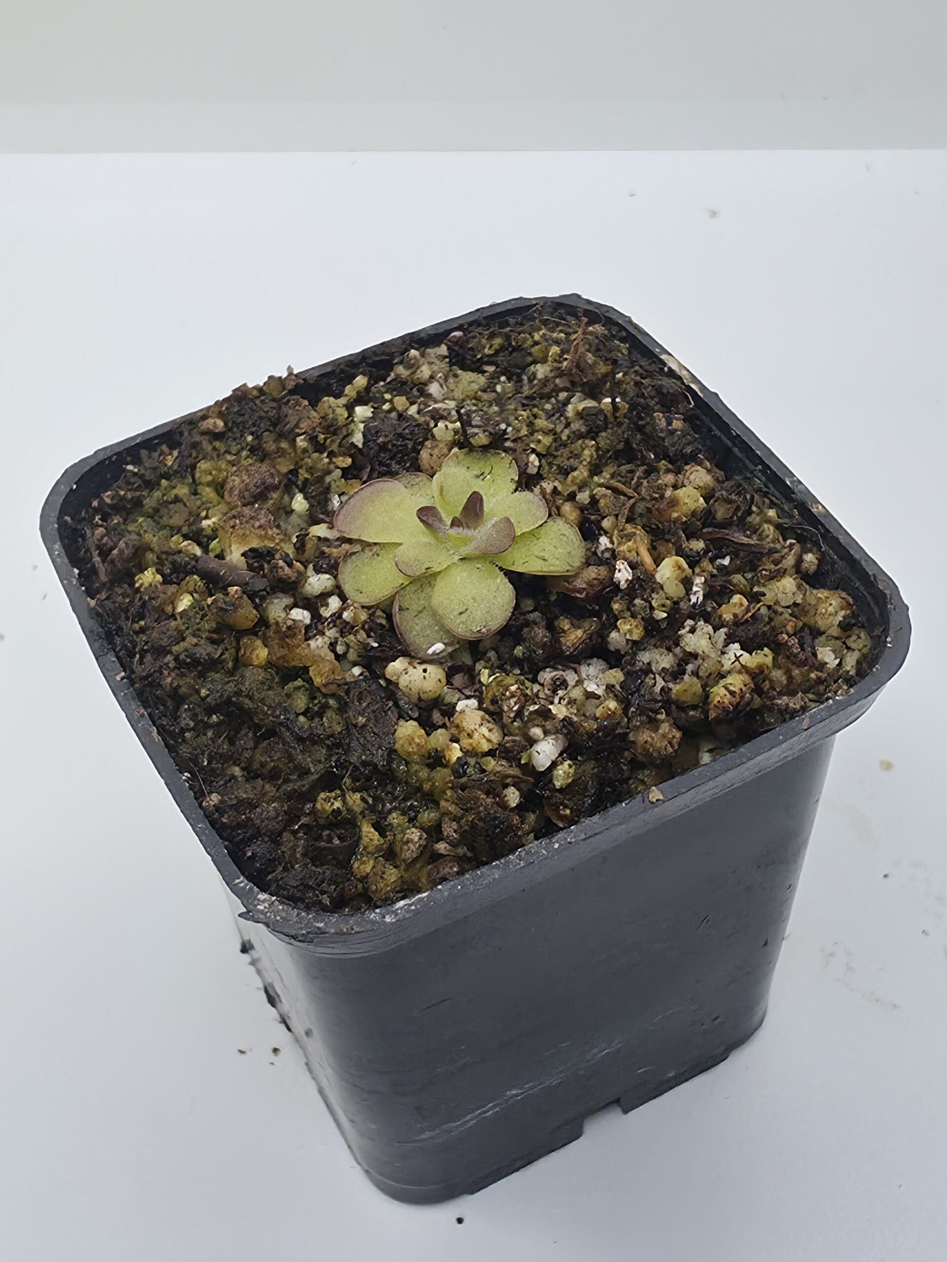 Pinguicula Laueana x Cyclosecta - Imagen 2