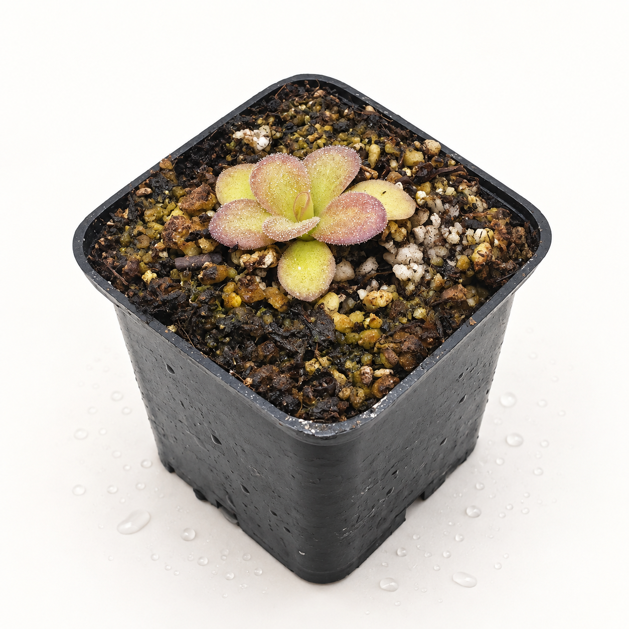 Pinguicula Martinezii x Agnata
