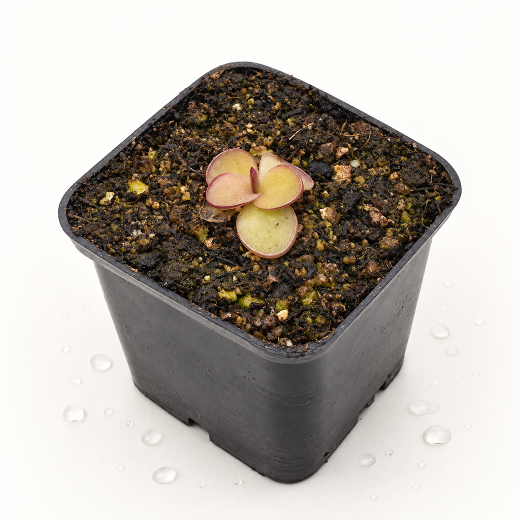 Pinguicula Peaches - Pinguicula en Carnifans