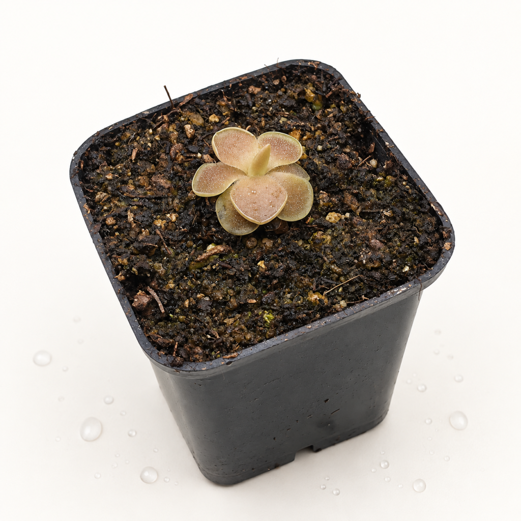 Pinguicula Sethos - Pinguicula en Carnifans