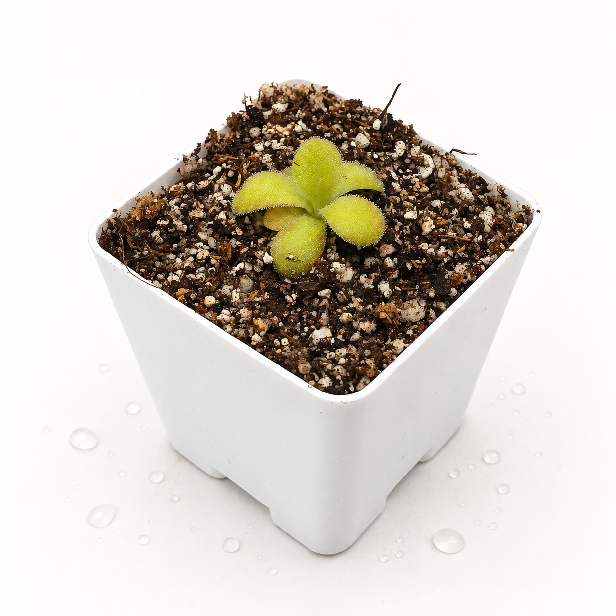 Pinguicula Agnata Flor Perfumada