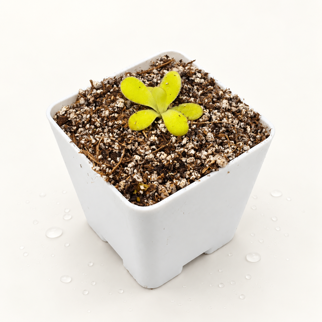 Pinguicula Agnata True Blue