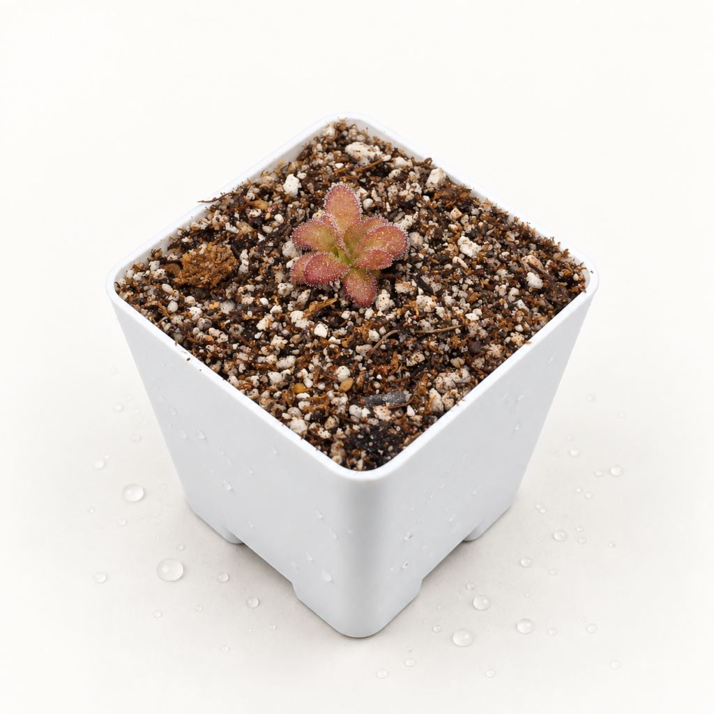 Pinguicula Agnata El Lobo x Gyspsicola - Pinguicula en Carnifans