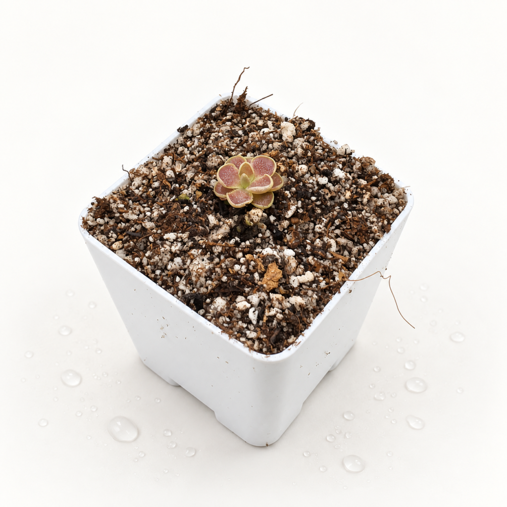 Pinguicula (Esseriana x Debbertiana) x Borrachito
