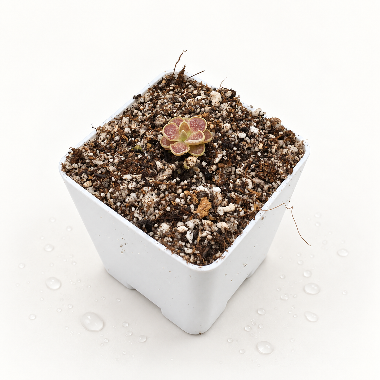 Pinguicula (Esseriana x Debbertiana) x Borrachito