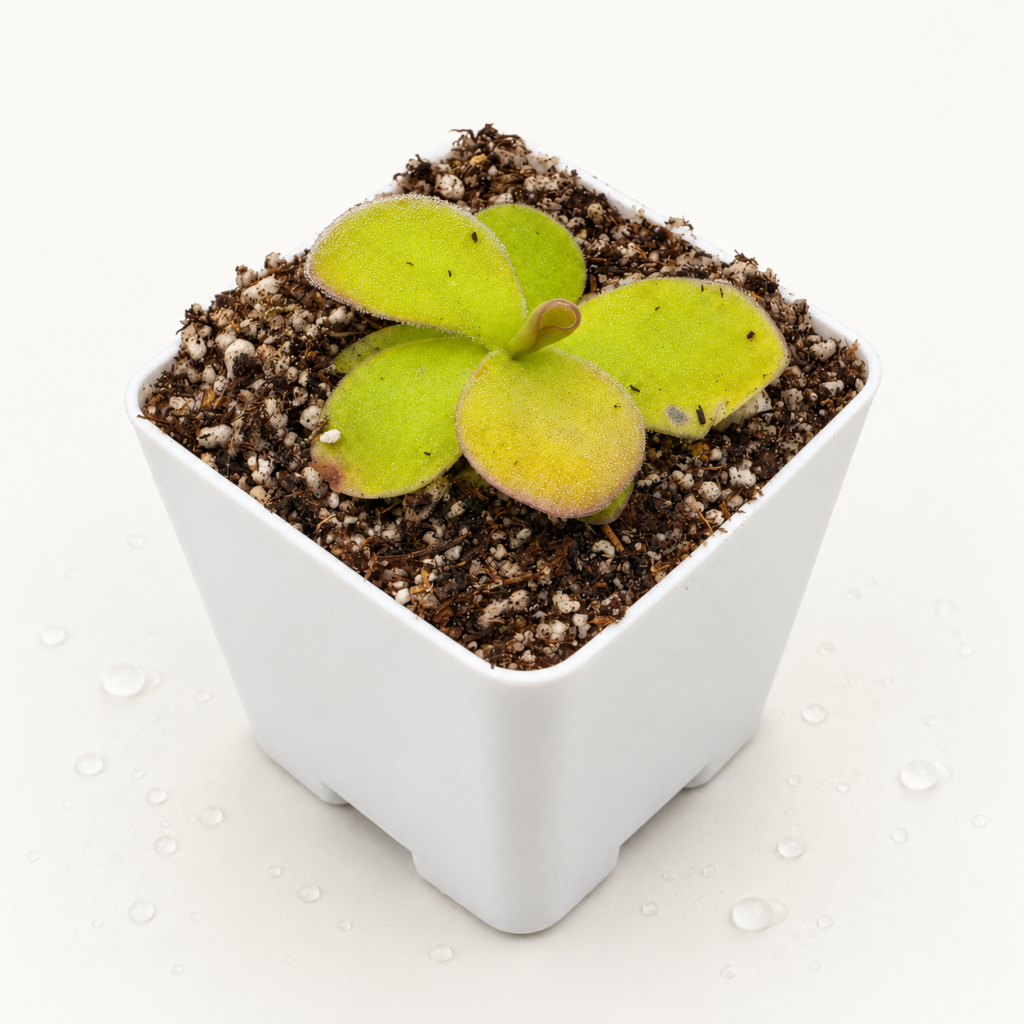 Pinguicula Gigantea Red - Pinguicula en Carnifans