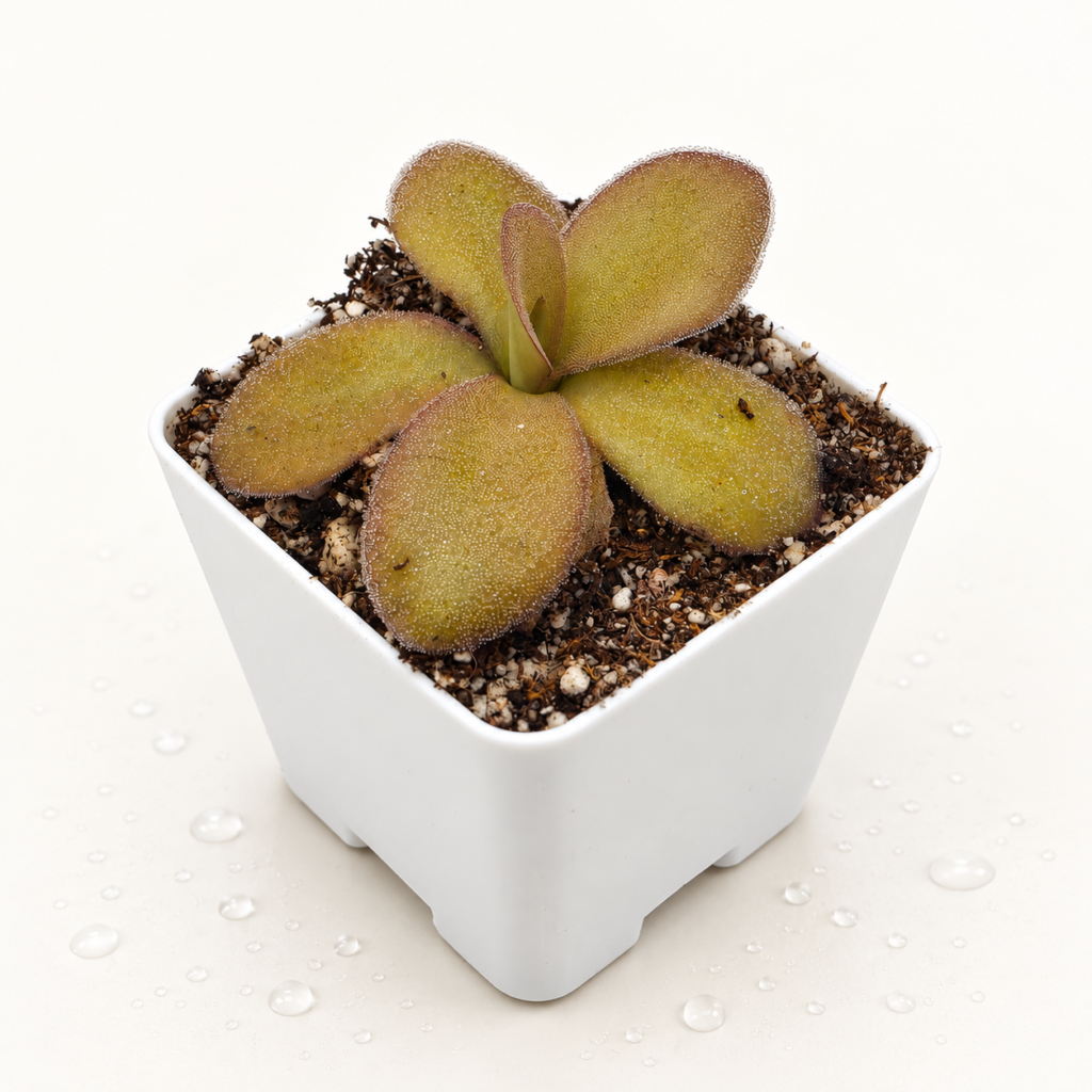 Pinguicula Gigantea x Ibarrae - Pinguicula en Carnifans