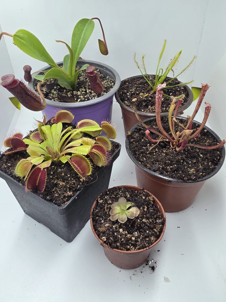 CarniPack - Paquete de Plantas Carnivoras