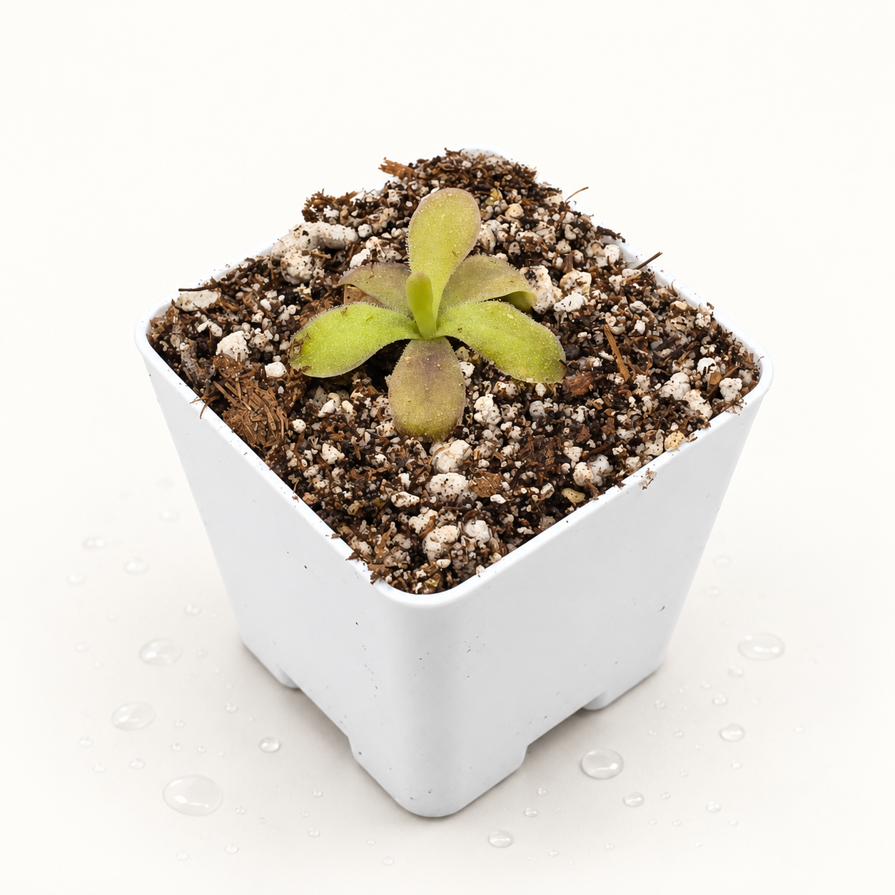 Pinguicula Martinezii x Laueana