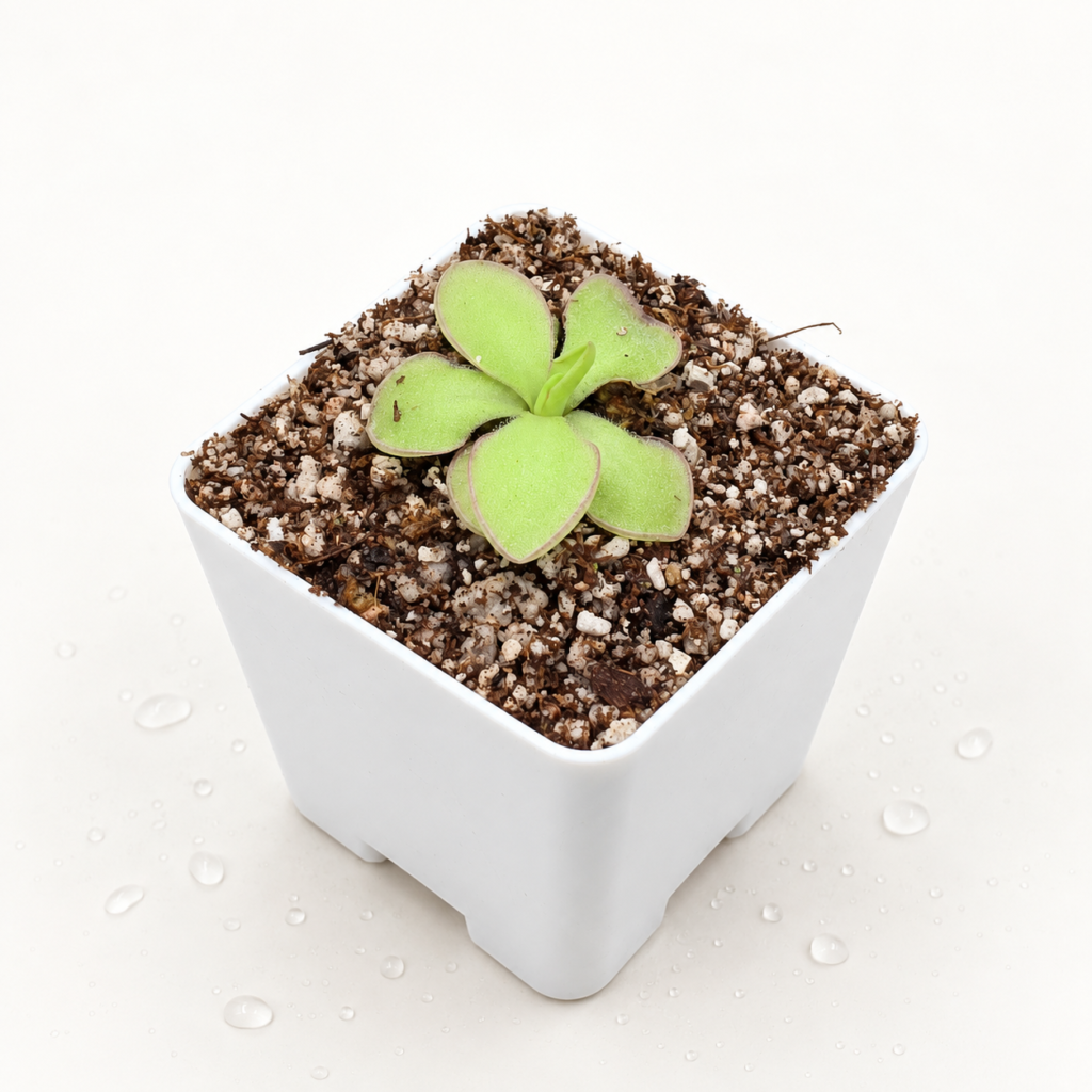 Pinguicula Moranensis Alba x Cyclosecta - Pinguicula en Carnifans