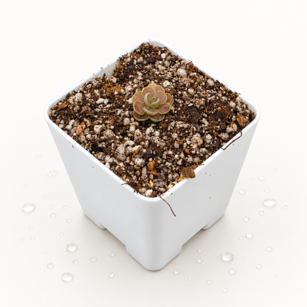 Pinguicula Sin ID - Pinguicula en Carnifans