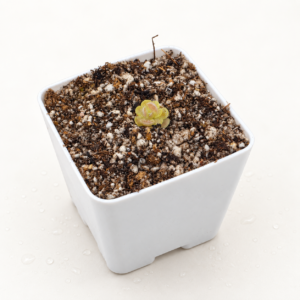 Pinguicula Spec Minas de Asbesto