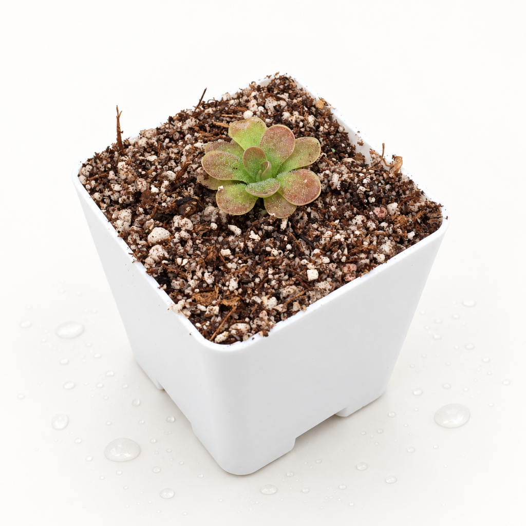 Pinguicula Spec Mirador x Rectifolia - Pinguicula en Carnifans