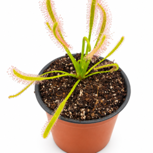 Drosera Capensis