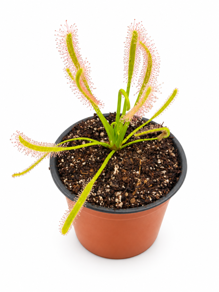 Drosera Capensis
