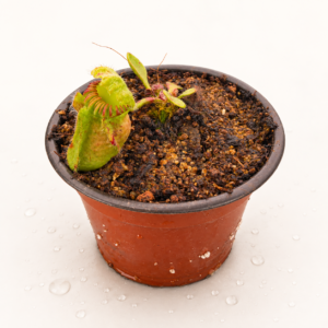 Cephalotus Follicularis
