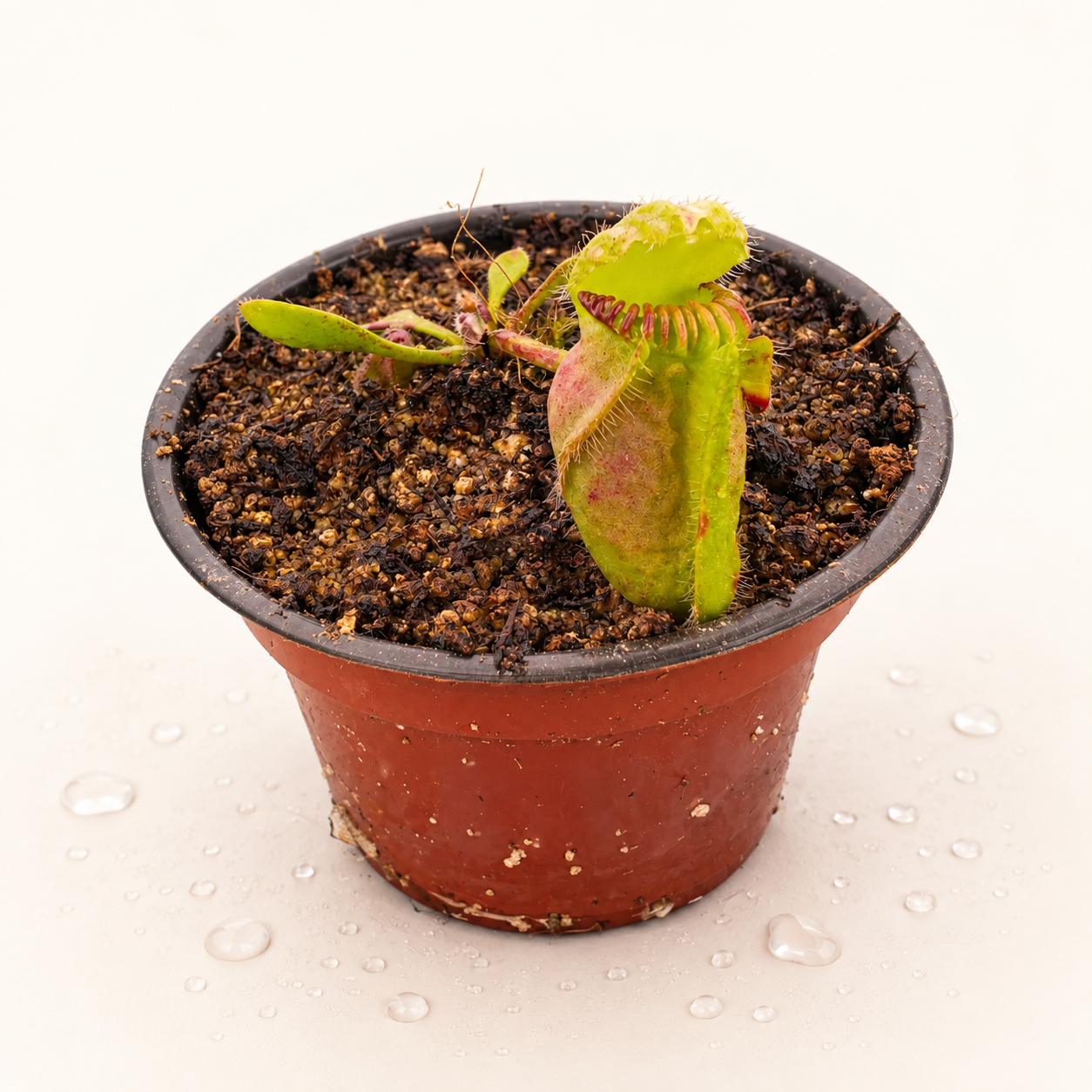 Cephalotus Follicularis - Imagen 2
