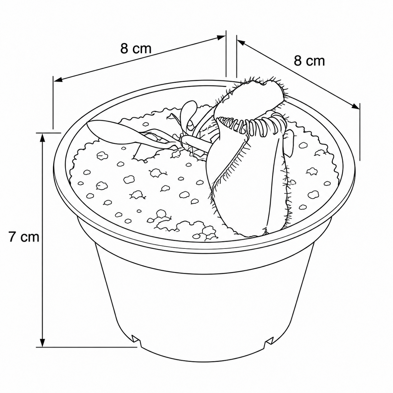 Cephalotus Follicularis - Imagen 3