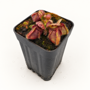 Cephalotus Follicularis "OG Black"